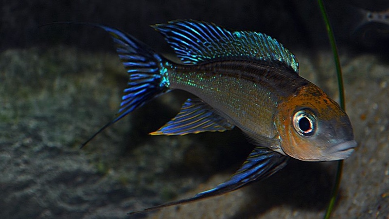 Cyathopharynx furcifer 'Mbita Island'